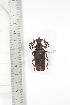  ( - BCTB3431)  @11 [ ] Copyright (2010) Unspecified Research Collection of Thierry Bouyer