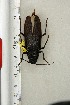  ( - BC-TB3281)  @11 [ ] Copyright (2010) Unspecified Research Collection of Thierry Bouyer