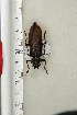  ( - BC-TB3288)  @11 [ ] Copyright (2010) Unspecified Research Collection of Thierry Bouyer