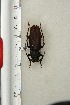  ( - BC-TB3289)  @11 [ ] Copyright (2010) Unspecified Research Collection of Thierry Bouyer