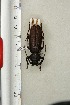  ( - BC-TB3290)  @11 [ ] Copyright (2010) Unspecified Research Collection of Thierry Bouyer