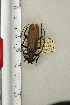  ( - BC-TB3294)  @11 [ ] Copyright (2010) Unspecified Research Collection of Thierry Bouyer