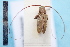  ( - CLV7846)  @11 [ ] CreativeCommons  Attribution Non-Commercial Share-Alike (2019) Carlos Lopez Vaamonde Institut National de la Recherche Agronomique, Zoologie Forestiere