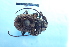  ( - CLV7859)  @11 [ ] CreativeCommons  Attribution Non-Commercial Share-Alike (2019) Carlos Lopez Vaamonde Institut National de la Recherche Agronomique, Zoologie Forestiere