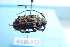  ( - CLV7859)  @11 [ ] CreativeCommons  Attribution Non-Commercial Share-Alike (2019) Carlos Lopez Vaamonde Institut National de la Recherche Agronomique, Zoologie Forestiere