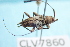  ( - CLV7860)  @11 [ ] CreativeCommons  Attribution Non-Commercial Share-Alike (2019) Carlos Lopez Vaamonde Institut National de la Recherche Agronomique, Zoologie Forestiere