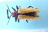  ( - CLV8067)  @11 [ ] CreativeCommons  Attribution Non-Commercial Share-Alike (2018) Carlos Lopez Vaamonde Institut National de la Recherche Agronomique, Zoologie Forestiere