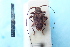  ( - CLV7790)  @11 [ ] CreativeCommons  Attribution Non-Commercial Share-Alike (2019) Carlos Lopez Vaamonde Institut National de la Recherche Agronomique, Zoologie Forestiere