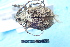  ( - CLV7818)  @11 [ ] CreativeCommons  Attribution Non-Commercial Share-Alike (2019) Carlos Lopez Vaamonde Institut National de la Recherche Agronomique, Zoologie Forestiere