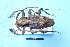  (Psapharochrus bivittus - CLV7820)  @11 [ ] CreativeCommons  Attribution Non-Commercial Share-Alike (2019) Carlos Lopez Vaamonde Institut National de la Recherche Agronomique, Zoologie Forestiere