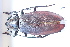  (Titanus - CLV7829)  @11 [ ] CreativeCommons  Attribution Non-Commercial Share-Alike (2019) Carlos Lopez Vaamonde Institut National de la Recherche Agronomique, Zoologie Forestiere