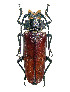  ( - CR03820)  @11 [ ] CreativeCommons  Attribution Non-Commercial Share-Alike (2021) Claude Ripaille Institut National de la Recherche Agronomique, Zoologie Forestiere