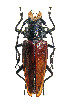  ( - CR04005)  @11 [ ] CreativeCommons  Attribution Non-Commercial Share-Alike (2021) Claude Ripaille Institut National de la Recherche Agronomique, Zoologie Forestiere