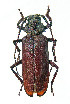  (Trichophysis - CR04711)  @11 [ ] CreativeCommons  Attribution Non-Commercial Share-Alike (2021) Claude Ripaille Institut National de la Recherche Agronomique, Zoologie Forestiere