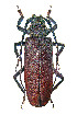  ( - CR04809)  @11 [ ] CreativeCommons  Attribution Non-Commercial Share-Alike (2021) Claude Ripaille Institut National de la Recherche Agronomique, Zoologie Forestiere
