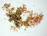  (Pleonosporium novae-angliae - GWS005733)  @11 [ ] Unspecified (default): All Rights Reserved  Unspecified Unspecified