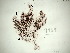 (Ceramothamnion translucidum - GWS007969)  @11 [ ] Unspecified (default): All Rights Reserved  Unspecified Unspecified