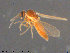  ( - AT-Cer11)  @12 [ ] CreativeCommons - Attribution Non-Commercial Share-Alike (2015) NTNU University Museum, Department of Natural History NTNU University Museum, Department of Natural History