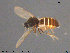  ( - AT-Cer13)  @11 [ ] CreativeCommons - Attribution Non-Commercial Share-Alike (2015) NTNU University Museum, Department of Natural History NTNU University Museum, Department of Natural History