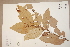  (Heritiera littoralis - CNS_CC_6077_A1)  @11 [ ] Copyright (2010) Australia Tropical Herbarium CSIRO, Queensland Government and James Cook University