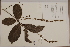  ( - CNS_CC_x02_H1)  @11 [ ] Copyright (2010) Australia Tropical Herbarium CSIRO, Queensland Government and James Cook University