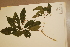  (Polyosma rhytophloia - CNS_CC_6075_C1)  @11 [ ] Copyright (2010) Australia Tropical Herbarium CSIRO, Queensland Government and James Cook University