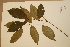  ( - CNS_CC_x02_G10)  @11 [ ] Copyright (2010) Australia Tropical Herbarium CSIRO, Queensland Government and James Cook University