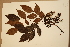  (Acacia celsa - CNS_CC_6076_D1)  @14 [ ] Copyright (2010) Australia Tropical Herbarium CSIRO, Queensland Government and James Cook University