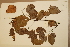  ( - CNS_CC_x02_E10)  @11 [ ] Copyright (2010) Australia Tropical Herbarium CSIRO, Queensland Government and James Cook University