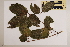  (Gmelina fasciculflora - CNS_CC_6075_F8)  @11 [ ] Copyright (2010) Australia Tropical Herbarium CSIRO, Queensland Government and James Cook University