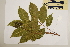  (Toechima erythrocarpum - CNS_CC_6075_G8)  @11 [ ] Copyright (2010) Australia Tropical Herbarium CSIRO, Queensland Government and James Cook University