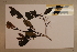  ( - CNS_CC_6076_D2)  @11 [ ] Copyright (2010) Australia Tropical Herbarium CSIRO, Queensland Government and James Cook University