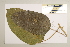  (Faradaya - CNS_CC_6079_G3)  @11 [ ] Copyright (2010) Australia Tropical Herbarium CSIRO, Queensland Government and James Cook University