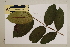 (Backhousia bancroftii - CNS_CC_6077_C12)  @11 [ ] Copyright (2010) Australia Tropical Herbarium CSIRO, Queensland Government and James Cook University