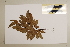  ( - CNS_CC_6076_A10)  @11 [ ] Copyright (2010) Australia Tropical Herbarium CSIRO, Queensland Government and James Cook University