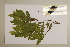  ( - CNS_CC_6076_B1)  @11 [ ] Copyright (2010) Australia Tropical Herbarium CSIRO, Queensland Government and James Cook University