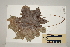  ( - CNS_CC_R_D11)  @11 [ ] Copyright (2010) Australia Tropical Herbarium CSIRO, Queensland Government and James Cook University