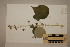  ( - CNS_CC_R_E11)  @11 [ ] Copyright (2010) Australia Tropical Herbarium CSIRO, Queensland Government and James Cook University