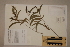  (Acacia disparrima - CNS_CC_R_H8)  @12 [ ] Copyright (2010) Australia Tropical Herbarium CSIRO, Queensland Government and James Cook University