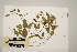  ( - CNS_CC_R_C10)  @11 [ ] Copyright (2010) Australia Tropical Herbarium CSIRO, Queensland Government and James Cook University