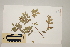  (Backhousia - CNS_CC_6077_D3)  @11 [ ] Copyright (2010) Australia Tropical Herbarium CSIRO, Queensland Government and James Cook University