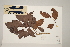  (Syzygium cormiflorum - CNS_CC_6079_A7)  @11 [ ] Copyright (2010) Australia Tropical Herbarium CSIRO, Queensland Government and James Cook University