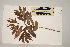  (Chrysophyllum roxburghii - CNS_CC_M_F2)  @11 [ ] Copyright (2010) Australia Tropical Herbarium CSIRO, Queensland Government and James Cook University