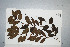  (Chionanthus axillaris - CNS_CC_6075_C9)  @11 [ ] Unspecified (default): All Rights Reserved  Australian Tropical Herbarium Unspecified
