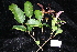  ( - CNS_CC_R_D1)  @11 [ ] Copyright (2010) Australian Tropical Herbarium CSIRO, Queensland Government and James Cook University