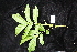  ( - CNS_CC_R_G1)  @11 [ ] Copyright (2010) Australian Tropical Herbarium CSIRO, Queensland Government and James Cook University