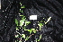 (Streblus brunonianus - CNS_CC_R_H1)  @11 [ ] Copyright (2010) Australian Tropical Herbarium CSIRO, Queensland Government and James Cook University