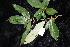 ( - CNS_CC_R_C3)  @11 [ ] Copyright (2010) Australian Tropical Herbarium CSIRO, Queensland Government and James Cook University