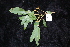  ( - CNS_CC_R_F3)  @11 [ ] Copyright (2010) Australian Tropical Herbarium CSIRO, Queensland Government and James Cook University