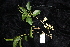  ( - CNS_CC_R_H4)  @11 [ ] Copyright (2010) Australia Tropical Herbarium CSIRO, Queensland Government and James Cook University